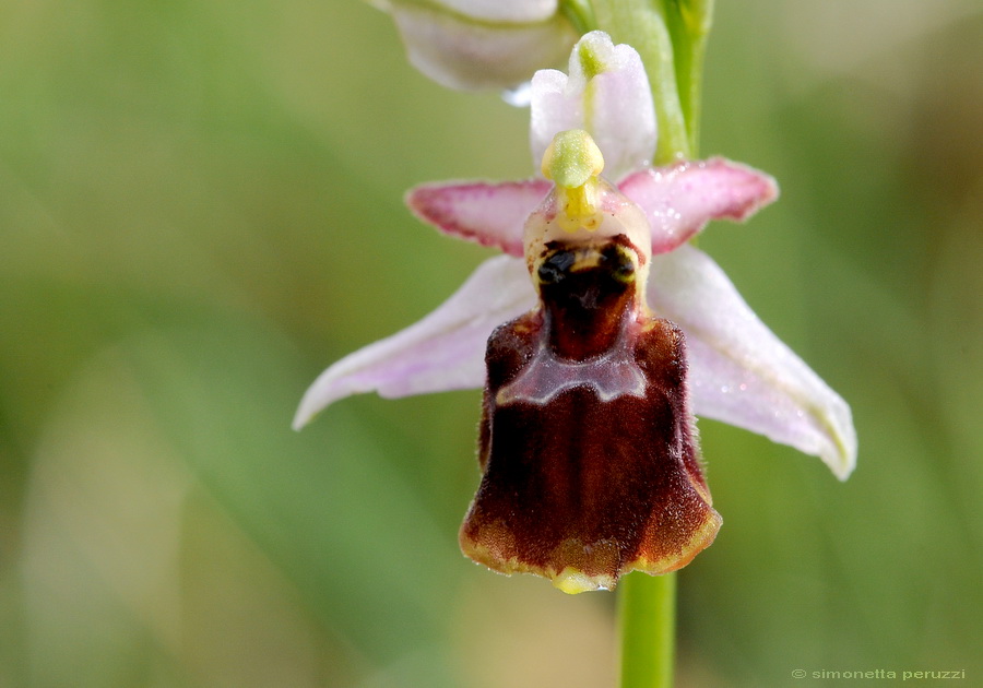 Orchidee del Chianti - Ophrys sphegodes e altre...